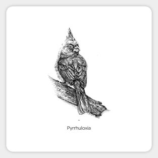 Pyrrhuloxia bird Sticker